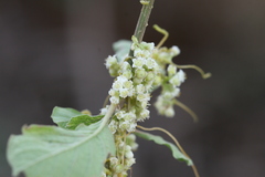 Cuscuta chinensis